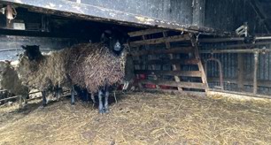 Canolfan Gyfiawnder Aberystwyth yn dedfrydu dau am droseddau difrifol yn ymwneud â lles anifeiliaid